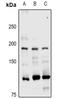 Ubiquitin Protein Ligase E3 Component N-Recognin 1 antibody, GTX55291, GeneTex, Western Blot image 