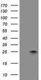 FXN antibody, TA504334, Origene, Western Blot image 