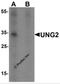 UNG1 antibody, 7353, ProSci Inc, Western Blot image 
