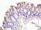 Riboflavin transporter 2 antibody, GTX51591, GeneTex, Immunohistochemistry paraffin image 