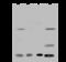 Replication Protein A3 antibody, 203145-T40, Sino Biological, Western Blot image 