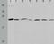 Peroxiredoxin 1 antibody, TA324139, Origene, Western Blot image 