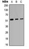 Proline Rich Protein HaeIII Subfamily 2 antibody, orb304524, Biorbyt, Western Blot image 