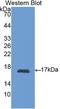 CRBP1 antibody, LS-C296230, Lifespan Biosciences, Western Blot image 