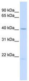 Ectodysplasin A antibody, TA336165, Origene, Western Blot image 