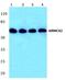 Armadillo Repeat Containing X-Linked 2 antibody, PA5-36203, Invitrogen Antibodies, Western Blot image 