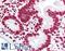 Histone Cluster 4 H4 antibody, LS-B7719, Lifespan Biosciences, Immunohistochemistry paraffin image 