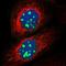 G Protein Nucleolar 2 antibody, HPA027163, Atlas Antibodies, Immunofluorescence image 