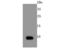 S100 Calcium Binding Protein A1 antibody, A02503S100-1, Boster Biological Technology, Western Blot image 