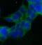 STT3 Oligosaccharyltransferase Complex Catalytic Subunit A antibody, FNab08355, FineTest, Immunofluorescence image 