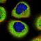 Protein SMG7 antibody, HPA029350, Atlas Antibodies, Immunofluorescence image 