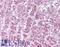 Collagen alpha-1(XV) chain antibody, LS-B16056, Lifespan Biosciences, Immunohistochemistry paraffin image 