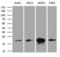Peptidylprolyl Isomerase F antibody, LS-C791879, Lifespan Biosciences, Western Blot image 