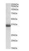 GAPDH antibody, orb334083, Biorbyt, Western Blot image 
