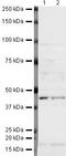 Nodal Growth Differentiation Factor antibody, PA5-19681, Invitrogen Antibodies, Western Blot image 