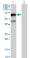 Transcription Factor CP2 Like 1 antibody, H00029842-B01P, Novus Biologicals, Western Blot image 