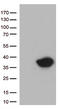 Neuron-specific antigen HPC-1 antibody, TA812825, Origene, Western Blot image 