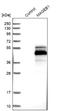 MAGE Family Member B1 antibody, NBP1-85406, Novus Biologicals, Western Blot image 