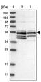 Golgin, RAB6 Interacting antibody, PA5-55543, Invitrogen Antibodies, Western Blot image 
