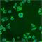 Prolyl 4-Hydroxylase Subunit Beta antibody, GTX22792, GeneTex, Immunofluorescence image 