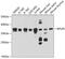 Ribosomal Protein Lateral Stalk Subunit P0 antibody, 19-730, ProSci, Western Blot image 