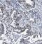 Tripartite Motif Containing 11 antibody, FNab08967, FineTest, Immunohistochemistry frozen image 