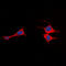 Adhesion G Protein-Coupled Receptor E2 antibody, LS-C368587, Lifespan Biosciences, Immunofluorescence image 