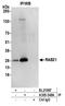 RAB21, Member RAS Oncogene Family antibody, A305-548A, Bethyl Labs, Immunoprecipitation image 