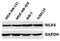 Mitogen-Activated Protein Kinase Kinase Kinase 21 antibody, NBP1-41081, Novus Biologicals, Western Blot image 