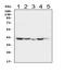 Serpin B5 antibody, LS-C357544, Lifespan Biosciences, Western Blot image 
