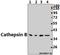 Cathepsin B antibody, A01456-2, Boster Biological Technology, Western Blot image 