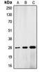 Lamin A/C antibody, orb214198, Biorbyt, Western Blot image 
