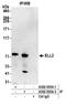 RNA polymerase II elongation factor ELL2 antibody, A302-505A, Bethyl Labs, Immunoprecipitation image 