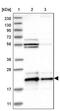 Ribonuclease K antibody, PA5-55083, Invitrogen Antibodies, Western Blot image 