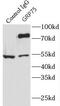 HSPA9 antibody, FNab03661, FineTest, Immunoprecipitation image 