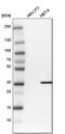 PDZ And LIM Domain 4 antibody, PA5-52874, Invitrogen Antibodies, Western Blot image 