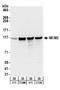 DNA replication licensing factor MCM2 antibody, NB100-244, Novus Biologicals, Western Blot image 