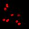 Histone H3 antibody, orb224184, Biorbyt, Immunofluorescence image 