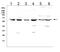 Lipopolysaccharide Binding Protein antibody, A00809-3, Boster Biological Technology, Western Blot image 