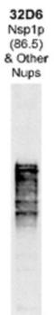 Nucleoporin 107 antibody, NBP1-05227, Novus Biologicals, Western Blot image 