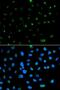 Sulfated glycoprotein 1 antibody, LS-C331707, Lifespan Biosciences, Immunofluorescence image 
