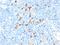 Interleukin-3 receptor subunit alpha antibody, AE00182, Aeonian Biotech, Immunohistochemistry frozen image 