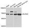 Solute Carrier Family 6 Member 2 antibody, A1421, ABclonal Technology, Western Blot image 