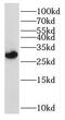 60S ribosomal protein L7 antibody, FNab07442, FineTest, Western Blot image 