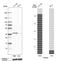 Zinc finger protein RFP antibody, HPA053408, Atlas Antibodies, Western Blot image 