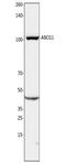ATP Binding Cassette Subfamily G Member 1 antibody, TA336644, Origene, Western Blot image 