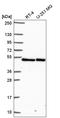 LUC7 Like antibody, HPA069321, Atlas Antibodies, Western Blot image 