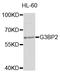 G3BP Stress Granule Assembly Factor 2 antibody, LS-C335626, Lifespan Biosciences, Western Blot image 
