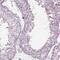 Leucine Rich Repeats And IQ Motif Containing 3 antibody, HPA030799, Atlas Antibodies, Immunohistochemistry frozen image 