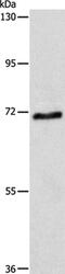 ATP Binding Cassette Subfamily G Member 4 antibody, PA5-50289, Invitrogen Antibodies, Western Blot image 